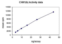 Eurofins DiscoverX CHK1 Protein, Active 10 &mu;g | Buy Online | Eurofins DiscoverX | Fisher Scientific